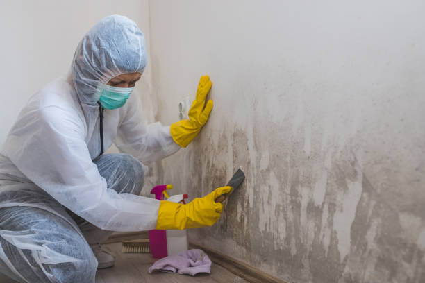 Best HVAC Mold Remediation in Summit, NJ