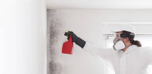 Best DIY Mold Remediation Support Services in Summit, NJ
